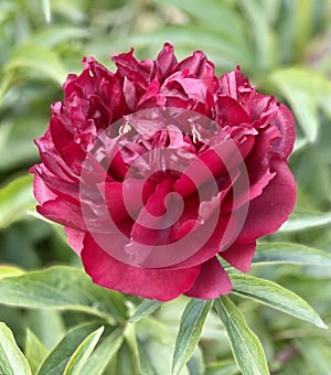 Beautiful red peony flower