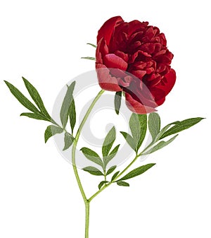 Beautiful red peony flower isolated on white background