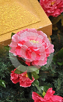 Beautiful red Peony flower in stunning bloom