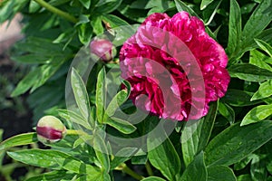 Beautiful red peony or paeony with buds and leaves photo