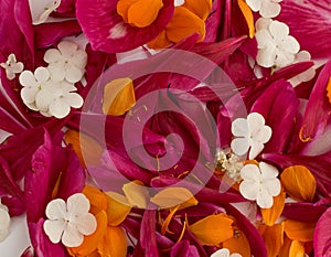 Beautiful red peony petals background or texture top view