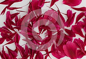 Beautiful red peony petals background or texture top view