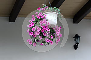 Beautiful red petunias in hanging basket.