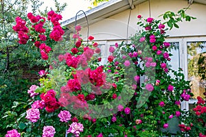 Beautiful red and pink blooming rose flower bushes in home garden at countryside at summer. Nature decoration and home gardening