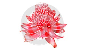 Beautiful red pink blossom torch Ginger local flower isolated on white background