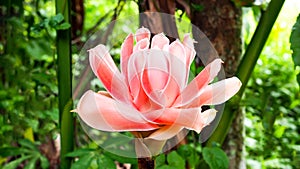 Beautiful red pink blossom torch Ginger local flower in nature