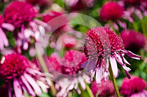 Beautiful red pink echinacea `double scoop cranberry` flower in a spring season at a botanical garden.
