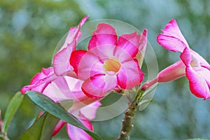 Beautiful red pink flowers bunch tropics