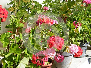 Beautiful red and pink flowers at Mussoorie