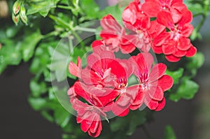 Beautiful red or pink Geranium pelargonium flowers in the garden with soft light and green plants as background, close up
