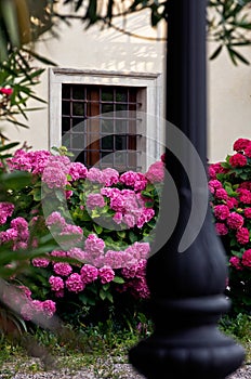 Beautiful red and pink hydrangea flowers in front of the window