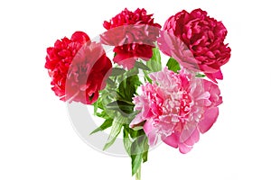 Beautiful red and pink peony bunch isolated on white background