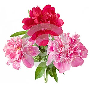 Beautiful red and pink peony bunch isolated on white
