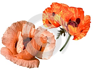 Beautiful red and pink poppies in summer cut out and isolated against a white background close up lit by the sun