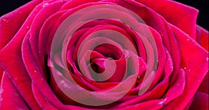 Beautiful red pink Rose background. Blooming rose flower open, time lapse, closeup. Wedding backdrop, Valentine`s Day