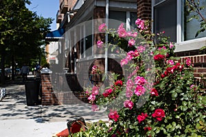 Beautiful Red and Pink Rose Bush along a Row of Old Brick Homes in Astoria Queens New York during Spring
