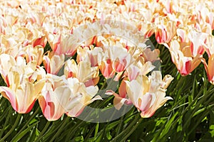 Beautiful Red And Pink Tulips In Forma Garden photo
