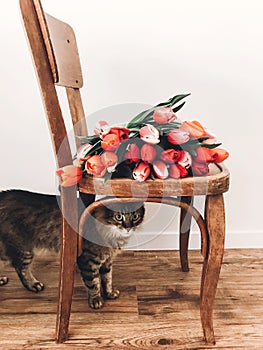 Beautiful red and pink tulips on stylish wooden rustic chair and cute funny cat under chair in home. Hello spring concept.