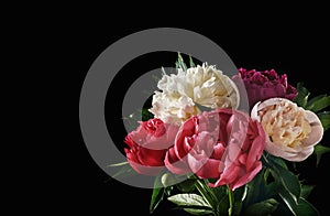 Beautiful red, pink and white peony flowers bouquet isolated on black backgroung, top view, copy space, flat-lay. Valentines, Wedd