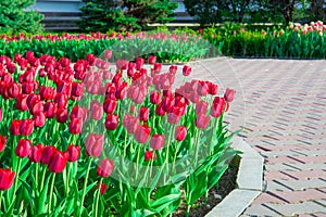 Beautiful red pink white tulips in the garden