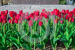 Beautiful red pink white tulips in the garden