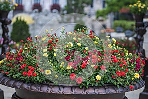 Beautiful red, pink and yellow roses in a stone flower pot in a tropical garden in the city of Danang, Vietnam