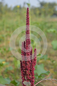 Beautiful red plant