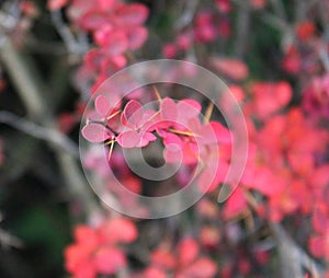 Beautiful red plant with barbs