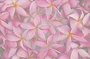 Beautiful red plumeria flower texture fade out