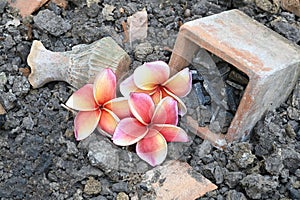 Beautiful red plumeria flowers with old broken potteries on the ground