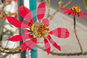 Beautiful red Poinsettia flower, Euphorbia pulcherrima, also known as Christmas star
