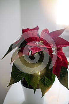 Beautiful red poinsettia on light background.