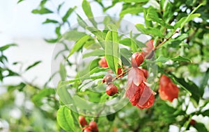 Beautiful Red Pomegranate Flowers on The Tree