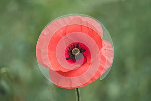 Beautiful red poppies blooming on the field. Flower for Memorial Day, Anzac Day.