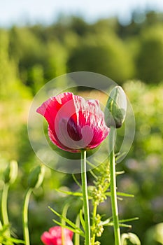 A beautiful red poppies blooming in the garden. Pink poppy in the sun.