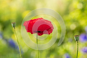 A beautiful red poppies blooming in the garden. Pink poppy in the sun.