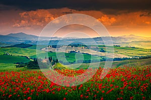 Beautiful red poppies blossom on meadows in Tuscany, Pienza, Italy