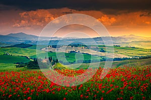 Beautiful red poppies blossom on meadows in Tuscany, Pienza, Italy photo