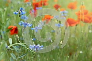 Beautiful red poppies and blue cornflowers in a field on a sunny summer day. Papaver Rhoeas, Flanders poppy, Centaurea cyanus