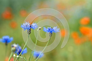 Beautiful red poppies and blue cornflowers in a field on a sunny summer day. Papaver Rhoeas, Flanders poppy, Centaurea cyanus