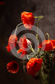 Beautiful red poppies close-up on brown background