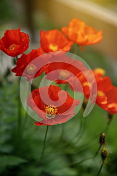 Beautiful red poppies, different focus. Flower background.