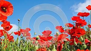 Beautiful red poppies on the edge of a wheat field