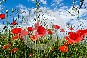 Beautiful red poppies on the edge of a wheat field