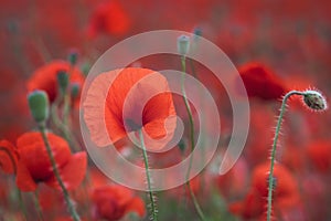 Beautiful red poppies in the field, close-up photo