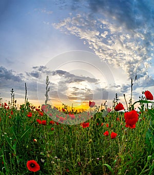 Beautiful red poppies field sunrise panoramic view, Alsace, Fran