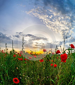 Beautiful red poppies field sunrise panoramic view, Alsace, Fran