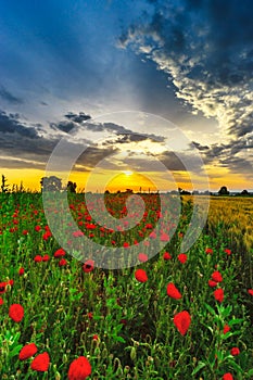 Beautiful red poppies field sunrise panoramic view, Alsace, Fran