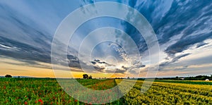 Beautiful red poppies field sunrise panoramic view, Alsace, Fran