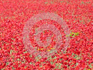 Beautiful red poppies full of flowers mixed with cereal photo